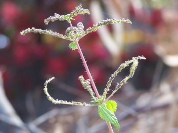 Ortiche